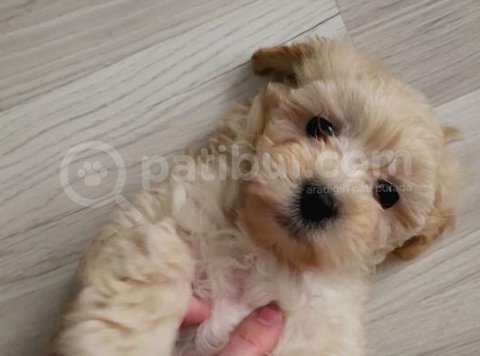 Mükemmel Maltipoo Yavrumuz Bursa Çiftlikten görsel