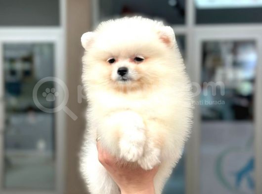 En Oyuncu Yumuşacik Tüylü Pomerani̇an Boo görsel