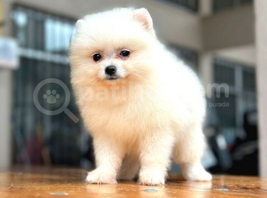 En Oyuncu Yumuşacik Tüylü Pomerani̇an Boo görsel