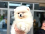 En Oyuncu Yumuşacik Tüylü Pomerani̇an Boo