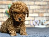 SHOW KALİTE MİNİ BOY RED BROWN TOY POODLE ERKEK