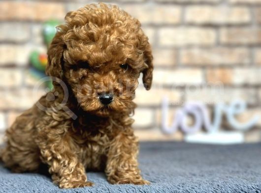 Show Kali̇te Mi̇ni̇ Boy Red Brown Toy Poodle Erkek