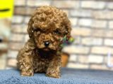 Show Kali̇te Mi̇ni̇ Boy Red Brown Toy Poodle Erkek