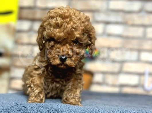 Show Kali̇te Mi̇ni̇ Boy Red Brown Toy Poodle Erkek görsel