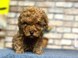 Show Kali̇te Mi̇ni̇ Boy Red Brown Toy Poodle Erkek