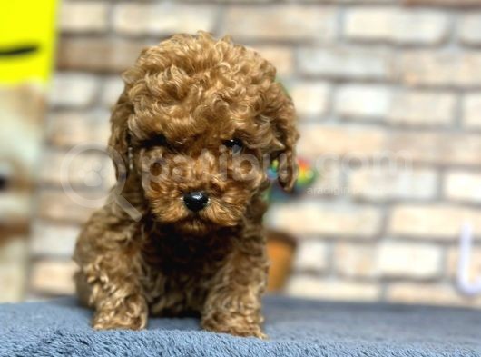 Show Kali̇te Mi̇ni̇ Boy Red Brown Toy Poodle Erkek görsel
