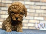Show Kali̇te Mi̇ni̇ Boy Red Brown Toy Poodle Erkek