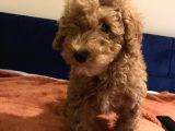 Erkek toy poodle