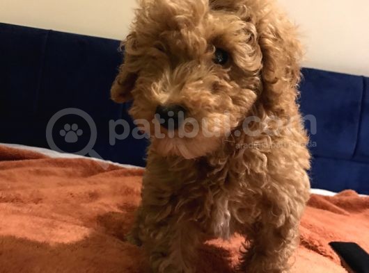 Erkek Toy Poodle
