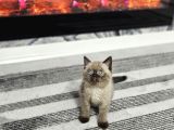 Golden Şirin  Scottish Fold British Yavrular