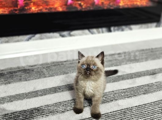 Golden Şirin  Scottish Fold British Yavrular görsel