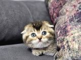 Aile Sıcaklığnda Golden Scottish Fold British Yvrlr