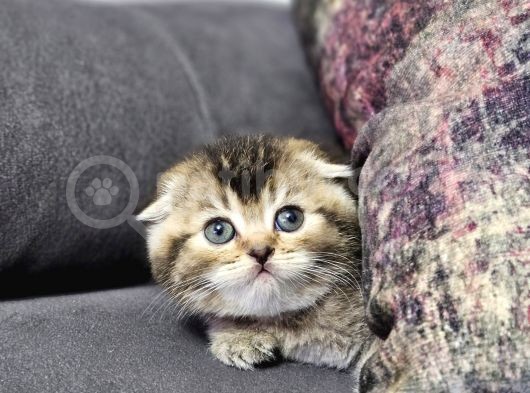 Aile Sıcaklığnda Golden Scottish Fold British Yvrlr görsel