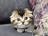 Golden şirin  scottish fold british yavrular