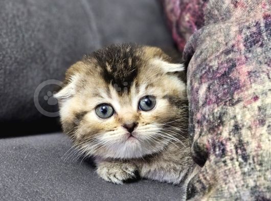 Golden Şirin  Scottish Fold British Yavrular