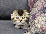 Aile Sıcaklığnda Golden  Scottish Fold British Yvrlr