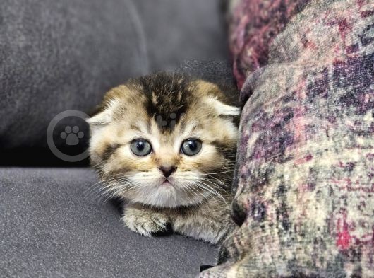 Aile Sıcaklığnda Golden  Scottish Fold British Yvrlr görsel