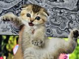 Aile Sıcaklığnda Golden  Scottish Fold British Yvrlr