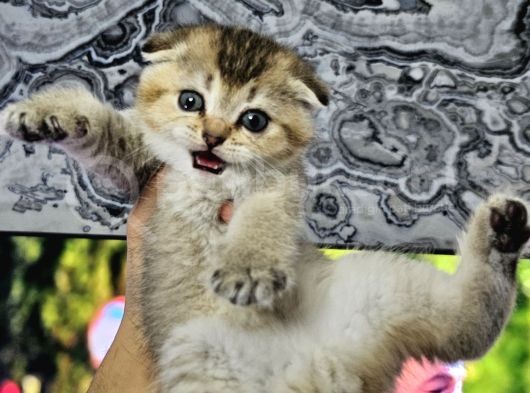 Aile Sıcaklığnda Golden  Scottish Fold British Yvrlr görsel