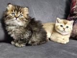 Golden Şirin  Scottish Fold British Yavrular