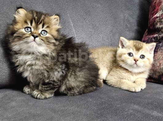 Golden Şirin  Scottish Fold British Yavrular görsel