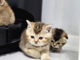 Aile Sıcaklığnda Golden Scottish Fold British Yvrlr