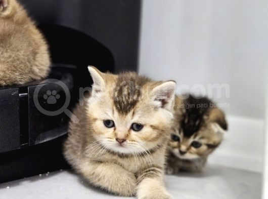 Aile Sıcaklığnda Golden Scottish Fold British Yvrlr görsel