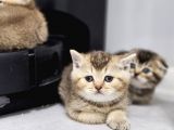 Aile Sıcaklığnda Golden  Scottish Fold British Yvrlr