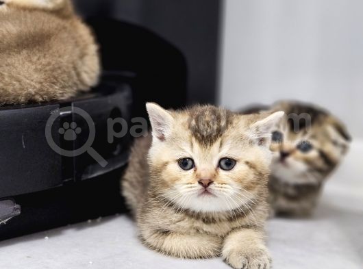 Aile Sıcaklığnda Golden Scottish Fold British Yvrlr görsel