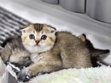 Aile sıcaklığnda GOLDEN  scottish fold british yvrlr