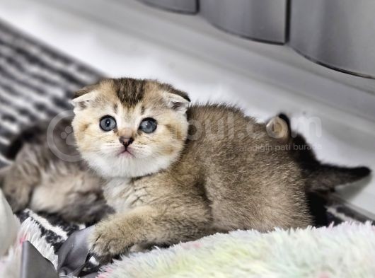 Aile Sıcaklığnda Golden  Scottish Fold British Yvrlr