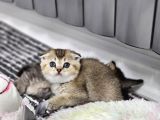 Aile sıcaklığnda golden scottish fold british yvrlr