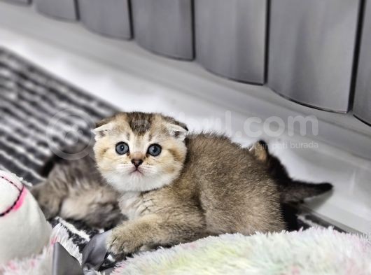 Aile Sıcaklığnda Golden Scottish Fold British Yvrlr
