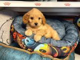 2 aylık maltipoo köpek