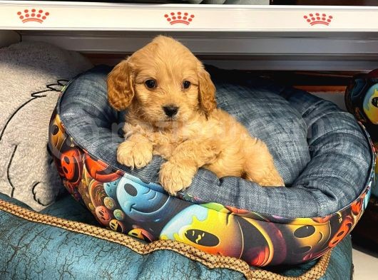 2 Aylık Maltipoo Köpek