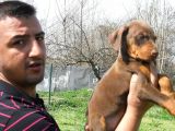 Safkan Kızıl Doberman Yavruları Burkemden