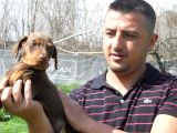 Safkan Kızıl Doberman Yavruları Burkemden