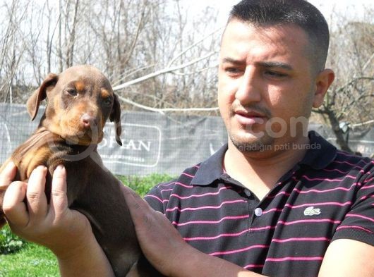 Safkan Kızıl Doberman Yavruları Burkemden görsel