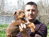 Safkan Kızıl Doberman Yavruları Burkemden
