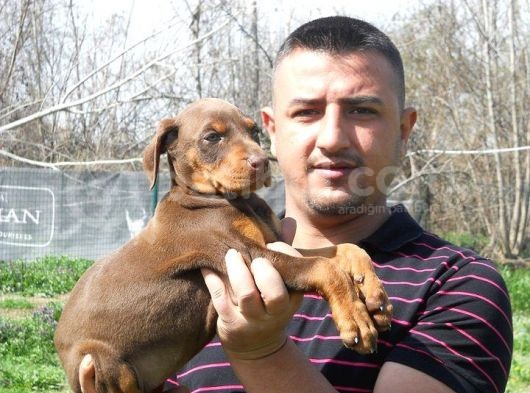 Safkan Kızıl Doberman Yavruları Burkemden görsel