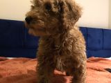 Erkek Toy Poodle