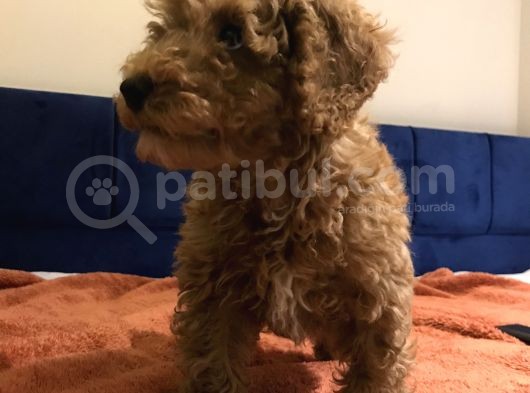 Erkek Toy Poodle görsel