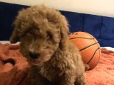 Erkek Toy Poodle