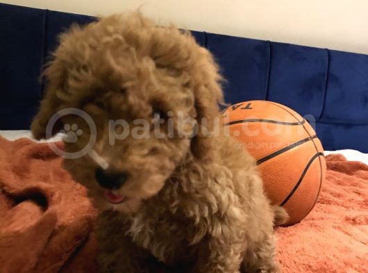 Erkek Toy Poodle görsel