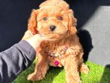 2 aylık dişi maltipoo