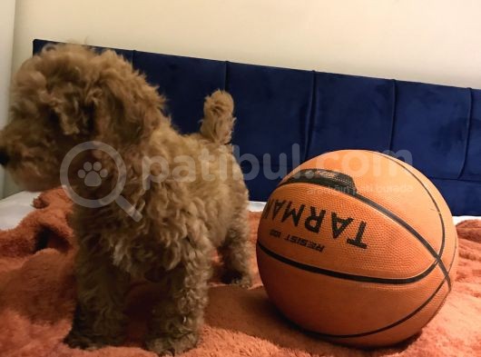 Erkek Toy Poodle görsel