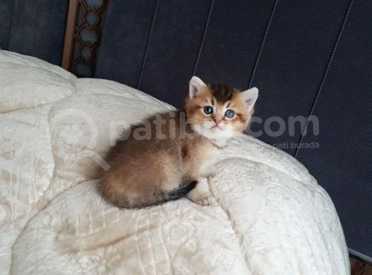 Süper Kali̇te Bri̇ti̇sh Shorthai̇r Bebekleri̇mi̇z görsel