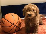 Erkek Toy Poodle