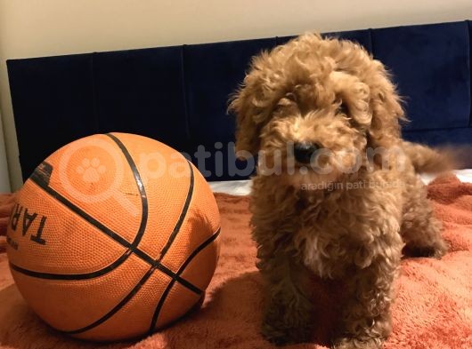 Erkek Toy Poodle görsel
