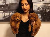 IRK VE SAĞLIK GARANTİLİ BABYFACE POODLE BEBEKLERİMİZ